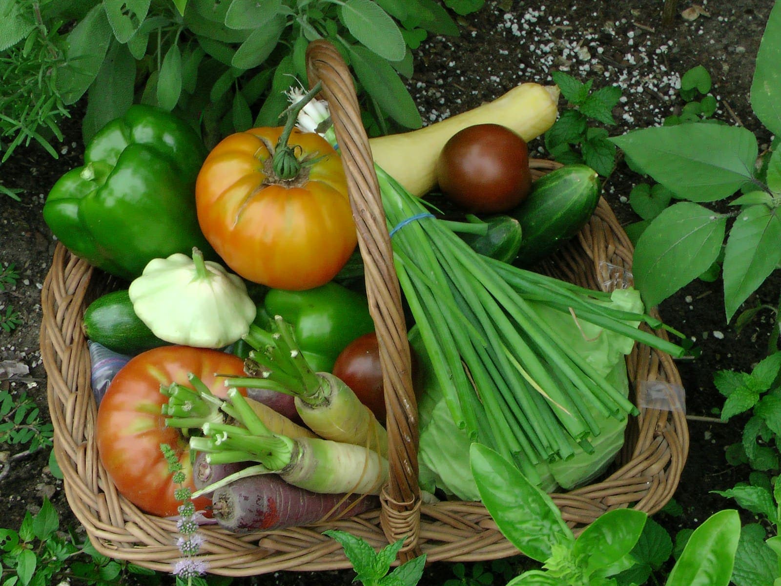 A wicker basket of freshly picked tomatoes, peppers, squash, cucumbers and green onions resting among garden plants