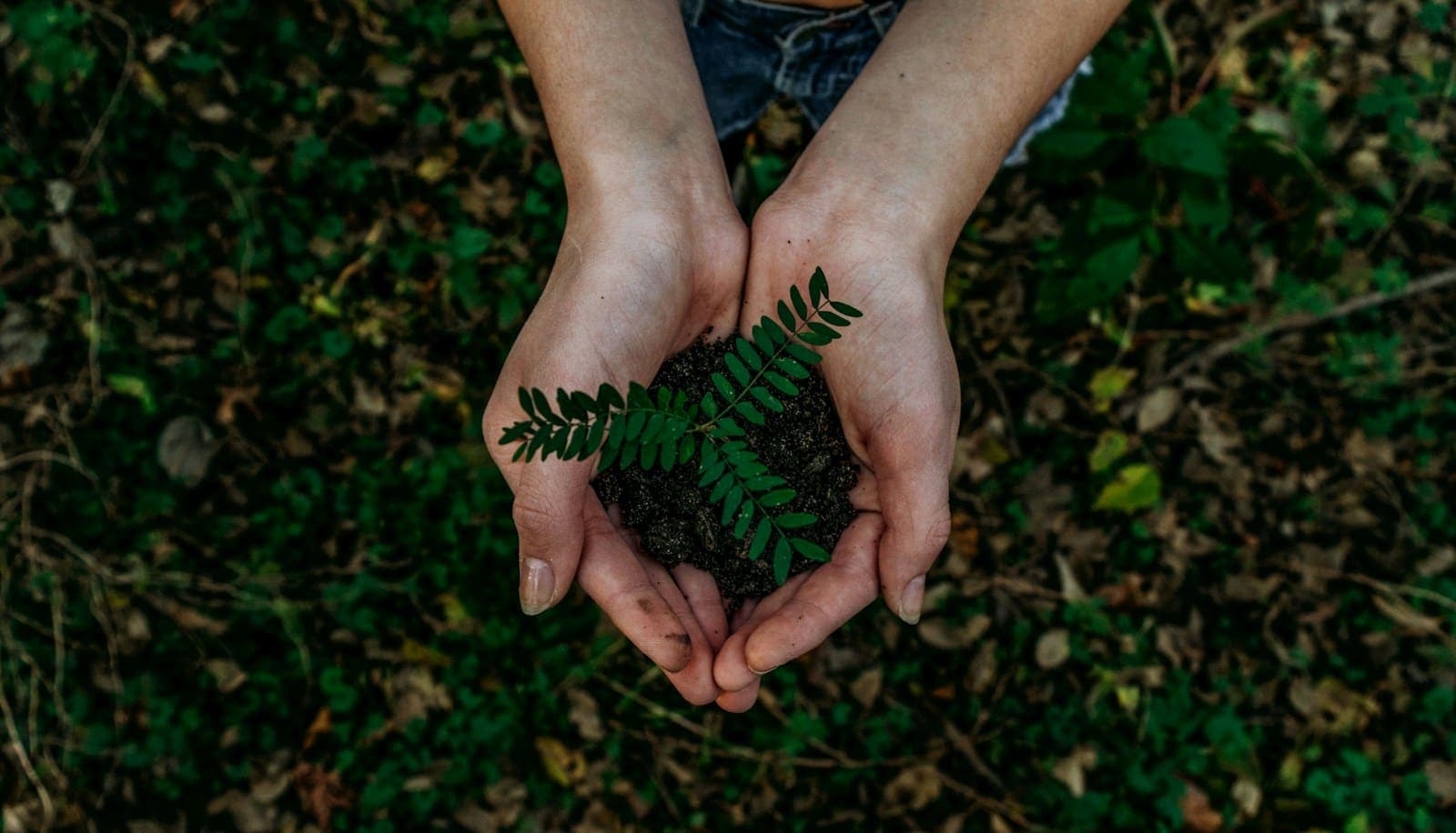 Cupped hands holding dark soil and a small green seedling above a carpet of leaves