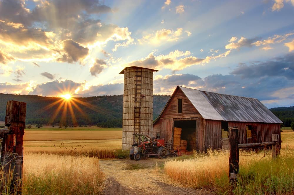 A weathered wooden barn and silo at sunset beside golden fields