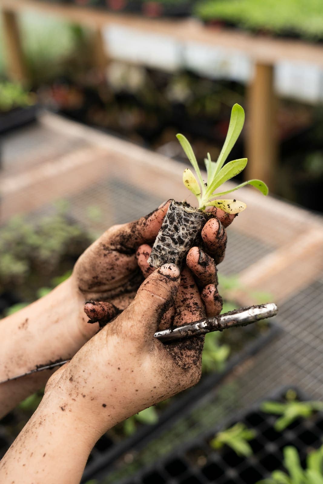 Soil-covered hands holding a young seedling and its root ball over a seedling tray